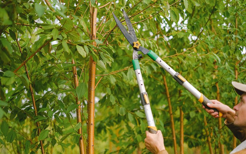 Tree trimming in Antelope, OR